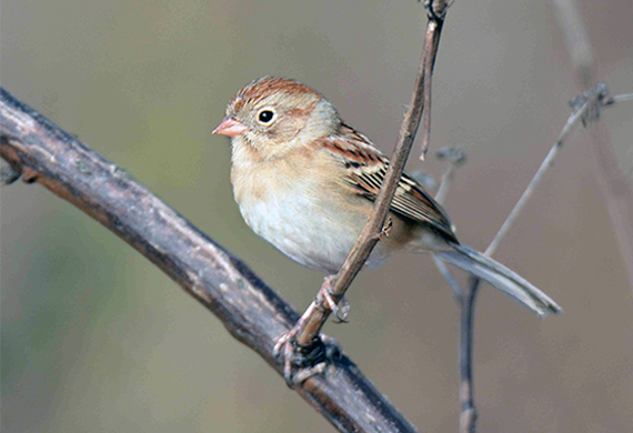 Field Sparrow by Alan Lenk 